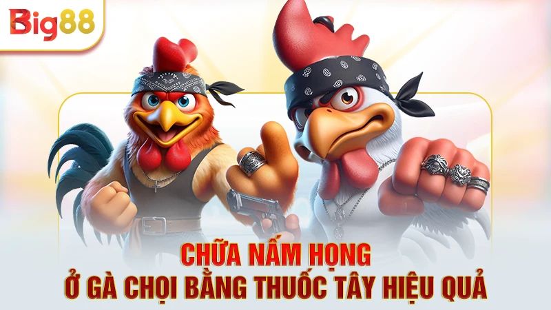 3 phương pháp chữa nấm họng gà chọi bằng thuốc tây