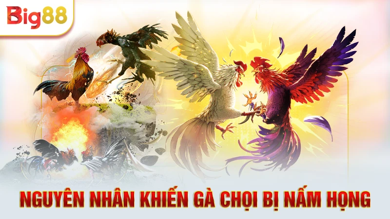 Chữa Nấm Họng Gà Chọi Bằng Thuốc Tây – Bí Quyết Hiệu Quả 1 Tổng hợp nguyên nhân và dấu hiệu gà bị nấm họng